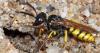 Philanthus triangulum
